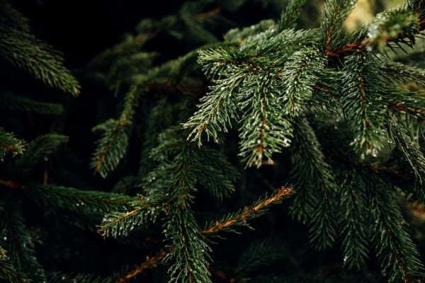 Лучше не на помойку: куда сдать елку на переработку в Петербурге в январе 2024