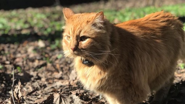 В Петербурге умер кот Кеша, один из талисманов и хранителей музея Ахматовой