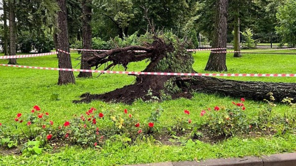 ГУ МЧС: один человек пострадал при падении дерева во время непогоды в Петербурге ГУ МЧС: один человек пострадал при падении дерева во время непогоды в Петербурге