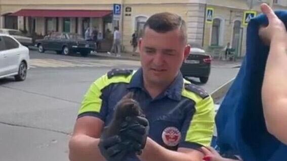 В Петербурге спасли котенка, который застрял в моторном отсеке автомобиля